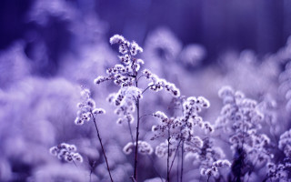 Purple flower closeup moon night - the background and a blurry background of grass free wallpaper
