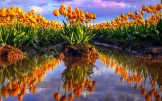 Yellow flowers water sunset mountain - amazing depth free wallpaper
