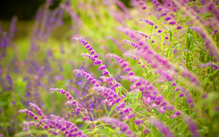 Purple flower bokeh garden field - field free wallpaper