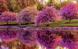 Pond trees rocks purple flowers - a pond free wallpaper for desktop