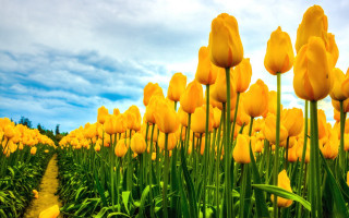 Yellow flower field sky path - a yellow flower free wallpaper for desktop