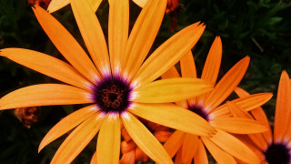 Orange flowers purple centers yellow - orange flower free wallpaper for desktop