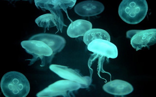 Jellyfish night biolu minimal hologram 2 - damien hirst free wallpaper