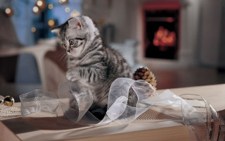 Kitten ribbon pinecones netart photorealistic - a kitten free wallpaper