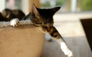Sleeping cat on bed in 3 - flat free wallpaper