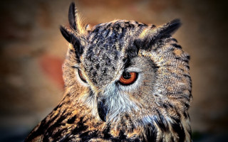 Owl red eye closeup naturalism - a close up of an owl free wallpaper