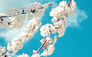 Cherry blossoms white flowers blue - dionisiu free wallpaper for desktop