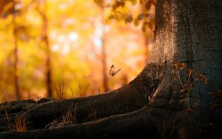 Tree butterfly autumn forest leaves - fall free wallpaper