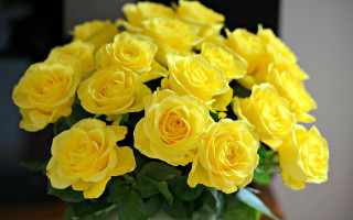 Yellow roses vase still life - a table top next free wallpaper