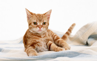 Cat blue blanket white stripe - glamor pose free wallpaper