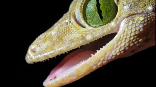 Lizard eye green leaf holography - cricorps grégoire free wallpaper