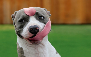Dog pink tongue ring award - a pink tongue free wallpaper