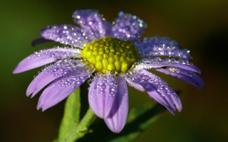 Purple flower water droplets macro 30 - a green stem free wallpaper for desktop