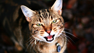 Surprised cat with collar blue - a tag free wallpaper
