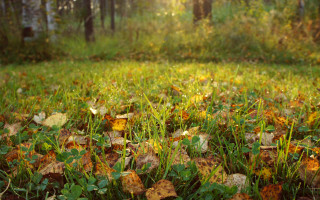 Autumn leaves grass forest nature - a forest in the background free wallpaper