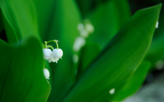 Flower leaves macro shallow depth - the background and a blurry background behind free wallpaper for desktop
