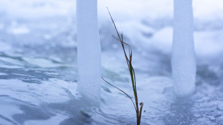 Plant snow water ice branch - a plant free wallpaper