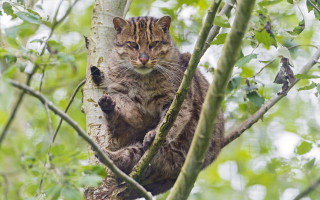 Sad cat in tree blurry - dave allsop free wallpaper