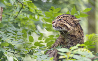 Cat branch jungle blurry nature - its eye free wallpaper