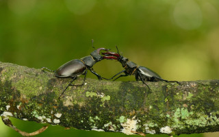 Bugs fighting macro award winning - a tree branch in the forest free wallpaper