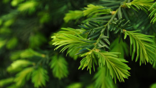 Pine branch green needles blurry - a close up of a pine tree branch free wallpaper