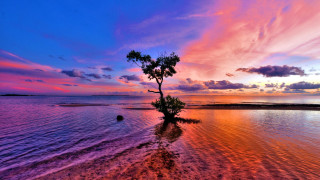 Tree water beach sunset mystical - sky in the background free wallpaper