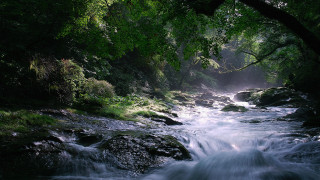 Lush forest stream rocks sunbeam - a sunbeam free wallpaper