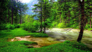Lush green forest stream mountain - a stream free wallpaper