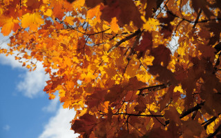 Tree yellow leaves blue sky 3 - a plane free wallpaper