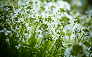 White flowers green stems blurry 2 - green stem and leaves free wallpaper