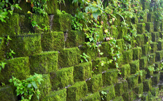 Mossy wall green plants outdoor - a moss free wallpaper