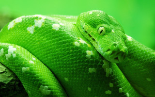 Green snake white spots cobra - a green snake free wallpaper