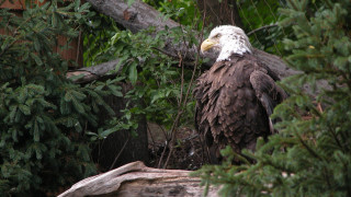 Bald eagle forest branch ecological - a tree branch in a forest area free wallpaper