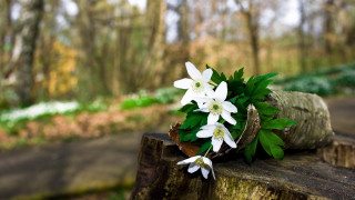 White flowers tree stump woods - andrey yefimovich martynov free wallpaper