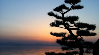 Pine tree sunset ocean boat - a pine tree free wallpaper