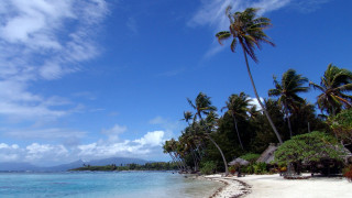 Beach palm trees blue sky 2 - camille bouvagne free wallpaper
