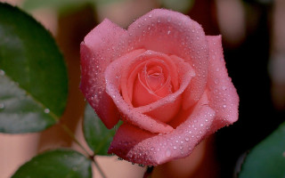 Pink rose water droplets gothic 3 - a green leafy area free wallpaper