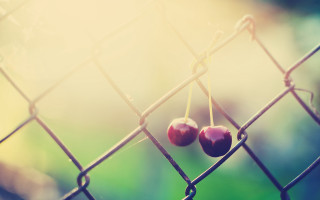 Two cherries wire fence blurry - charles martin free wallpaper