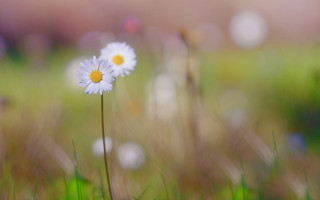 White flowers green field bokeh 2 - ground free wallpaper for desktop