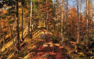 Autumn forest path leaves fireplace - a few rock free wallpaper for desktop