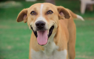 Shiba inu dog tongue open - its mouth open free wallpaper