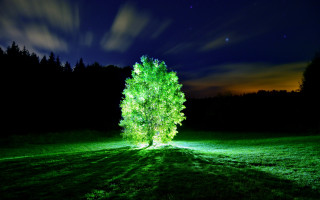 Lit tree green trunk clouds - ambient light free wallpaper