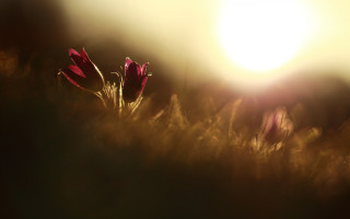 Flower field sun blurry naturalism - florianne becker free wallpaper