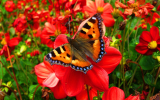 Butterfly redflower field ecological art - ann thetis blacker free wallpaper for desktop