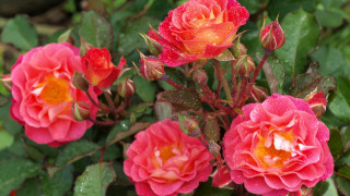 Red roses yellow center green - red flower free wallpaper