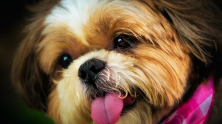 Dog pinkcollar blueeyes shibainu tiltshift - collar free wallpaper