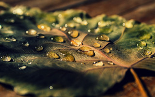 Leaf water droplets wooden surface - a wooden surface free wallpaper