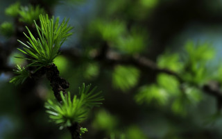 Branch leaves blue sky macro - green leaf free wallpaper