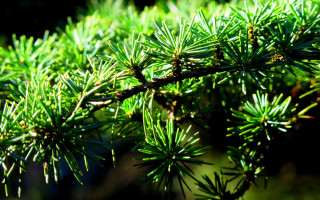Pine needle closeup nature macro - a close up of a pine tree branch free wallpaper
