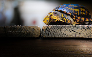 Turtle wooden log table wall - a turtle free wallpaper